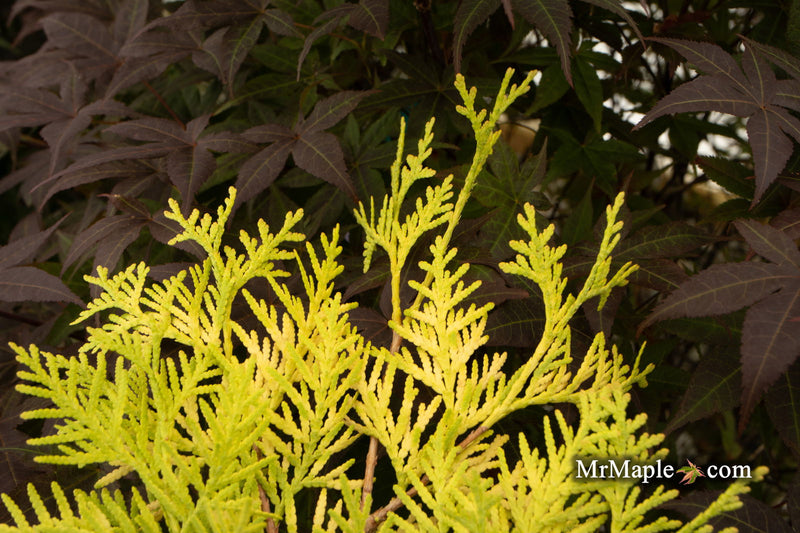 Thuja occidentalis 'Malonyana Aurea' Arborvitae - Mr Maple │ Buy Japanese Maple Trees
