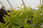 Thuja occidentalis 'Malonyana Aurea' Arborvitae - Mr Maple │ Buy Japanese Maple Trees