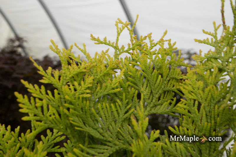Thuja occidentalis 'Malonyana Aurea' Arborvitae - Mr Maple │ Buy Japanese Maple Trees