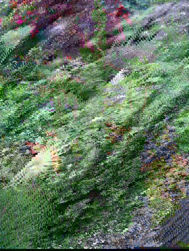 Buy Thuja occidentalis 'Malonyana Holub' Miniature Arborvitae — Mr