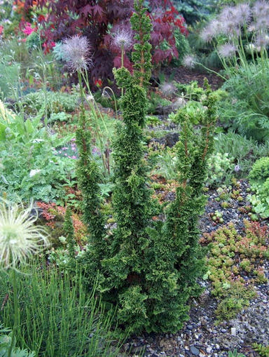 Thuja occidentalis 'Malonyana Holub' Miniature Arborvitae - Mr Maple │ Buy Japanese Maple Trees