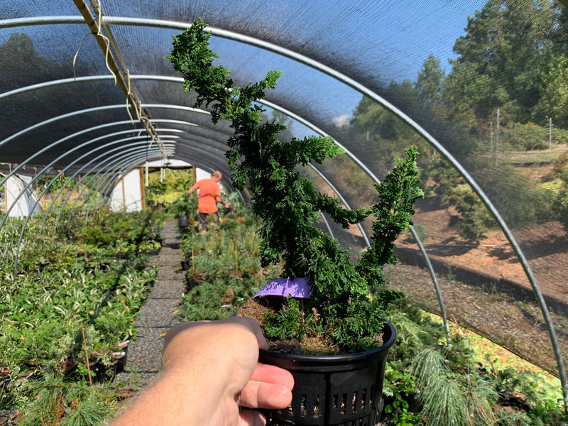 Thuja occidentalis 'Malonyana Holub' Miniature Arborvitae - Mr Maple │ Buy Japanese Maple Trees