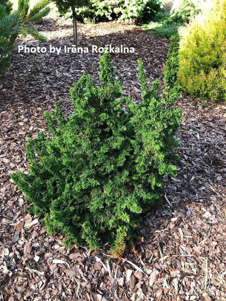 Buy Thuja occidentalis 'Malonyana Holub' Miniature Arborvitae — Mr