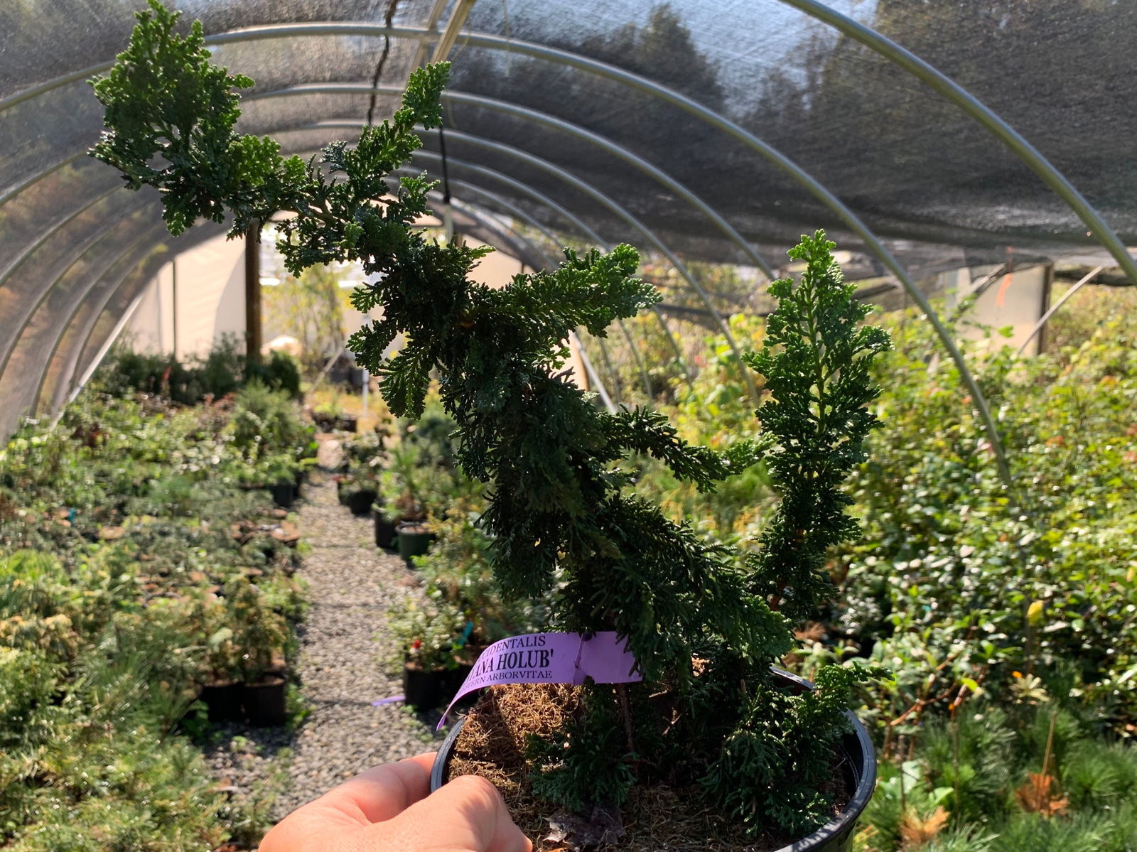 Buy Thuja occidentalis 'Malonyana Holub' Miniature Arborvitae — Mr