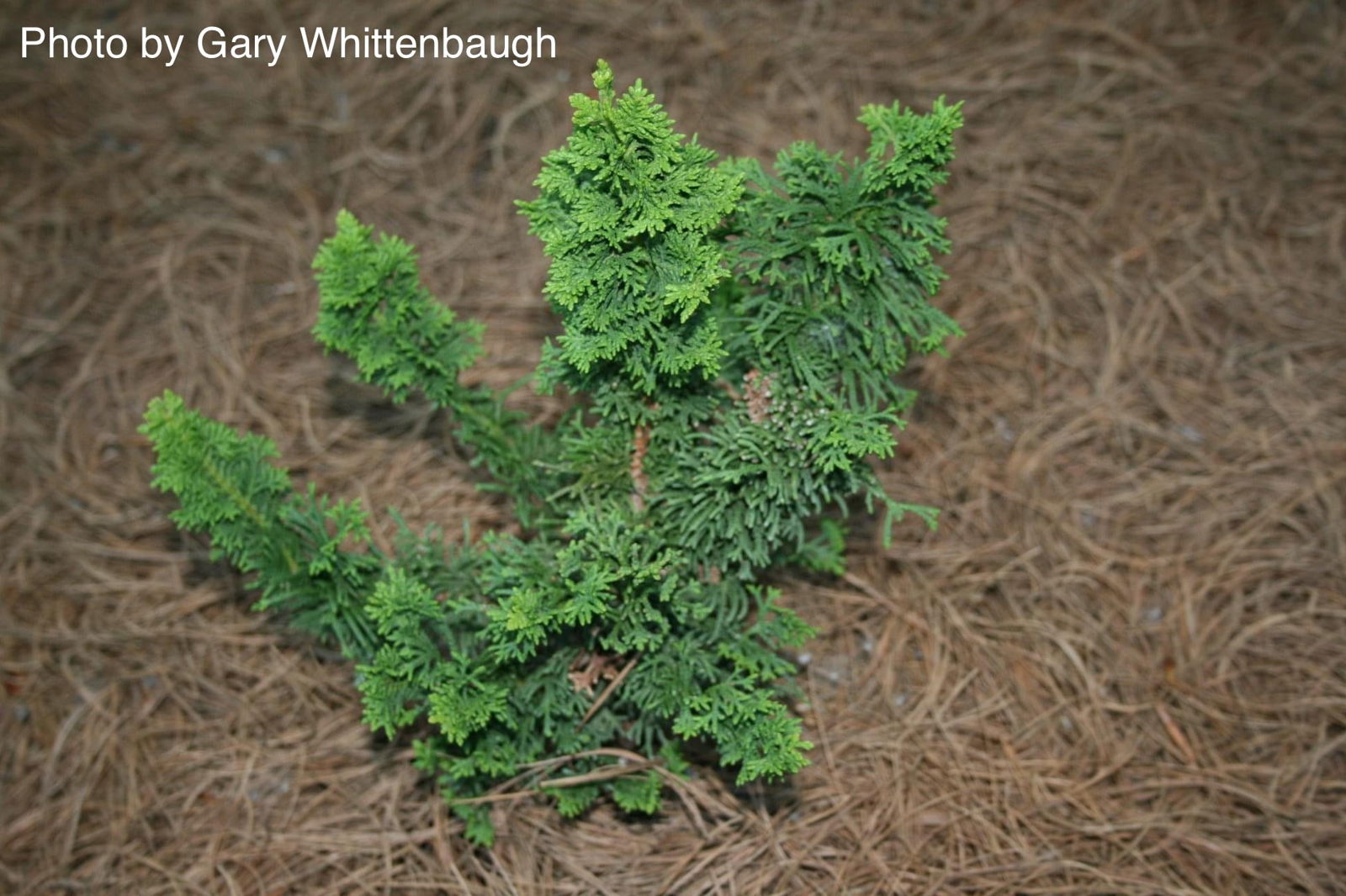 Buy Thuja occidentalis 'Malonyana Holub' Miniature Arborvitae — Mr