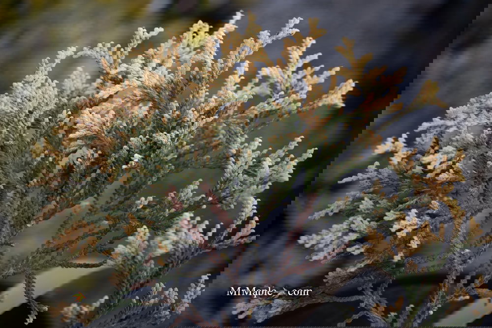 とろろ昆布【エドワードグリーン】サウスウォルド UK 5C ツリー付 とろろ昆布【エドワードグリーン】サウスウォルド UK 5C ツリー付