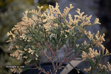 Thuja occidentalis 'Piccadilly' Dwarf Arborvitae - Mr Maple │ Buy Japanese Maple Trees