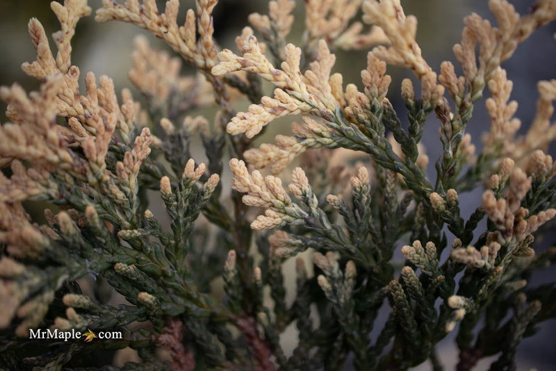 Thuja occidentalis 'Piccadilly' Dwarf Arborvitae - Mr Maple │ Buy Japanese Maple Trees