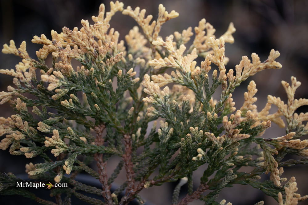 Pinon♡　キャメル0 Thuja occidentalis 'Piccadilly' Dwarf Arborvitae — Mr Maple │ Buy