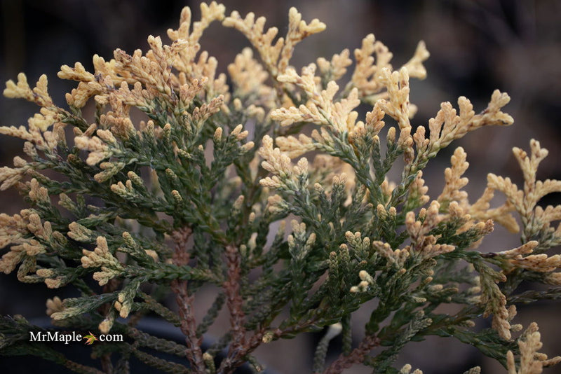 Thuja occidentalis 'Piccadilly' Dwarf Arborvitae - Mr Maple │ Buy Japanese Maple Trees