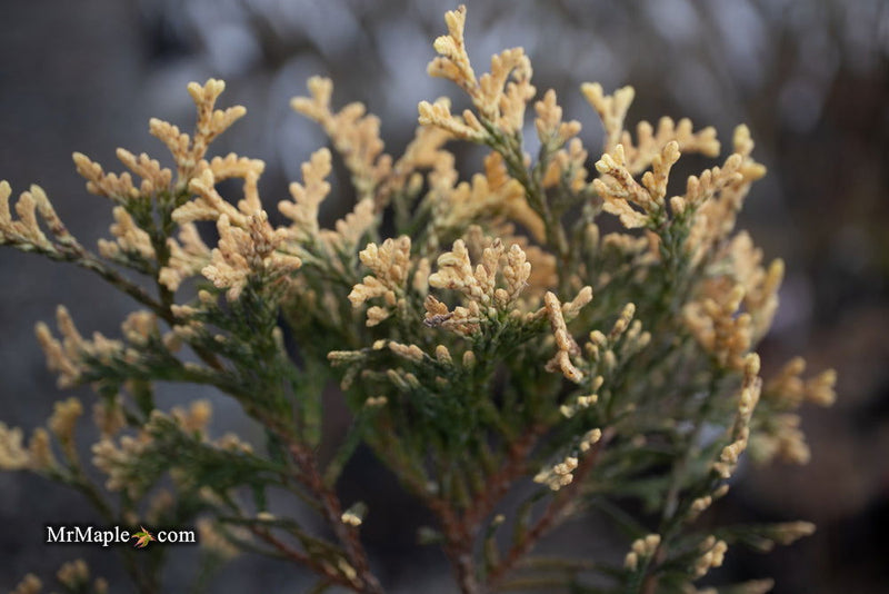 Thuja occidentalis 'Piccadilly' Dwarf Arborvitae - Mr Maple │ Buy Japanese Maple Trees