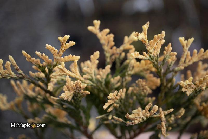 Thuja occidentalis 'Piccadilly' Dwarf Arborvitae - Mr Maple │ Buy Japanese Maple Trees