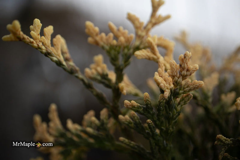 Thuja occidentalis 'Piccadilly' Dwarf Arborvitae - Mr Maple │ Buy Japanese Maple Trees
