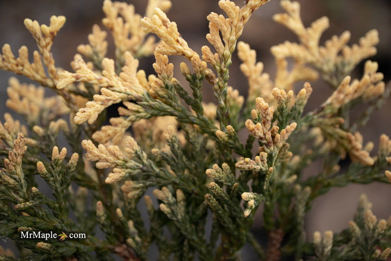 Thuja occidentalis 'Piccadilly' Dwarf Arborvitae - Mr Maple │ Buy Japanese Maple Trees