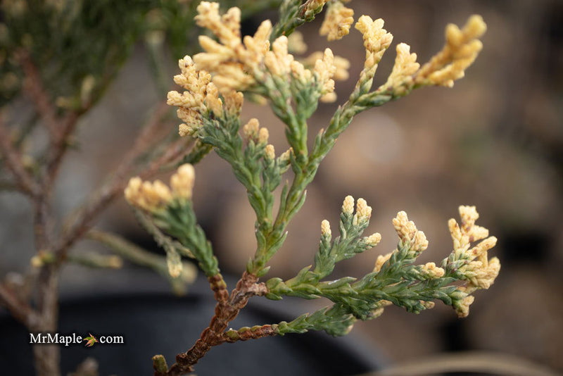 Thuja occidentalis 'Piccadilly' Dwarf Arborvitae - Mr Maple │ Buy Japanese Maple Trees