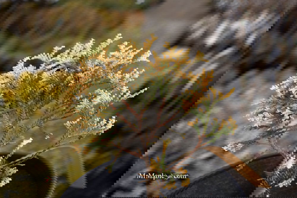 Thuja occidentalis 'Piccadilly' Dwarf Arborvitae — Mr Maple │ Buy