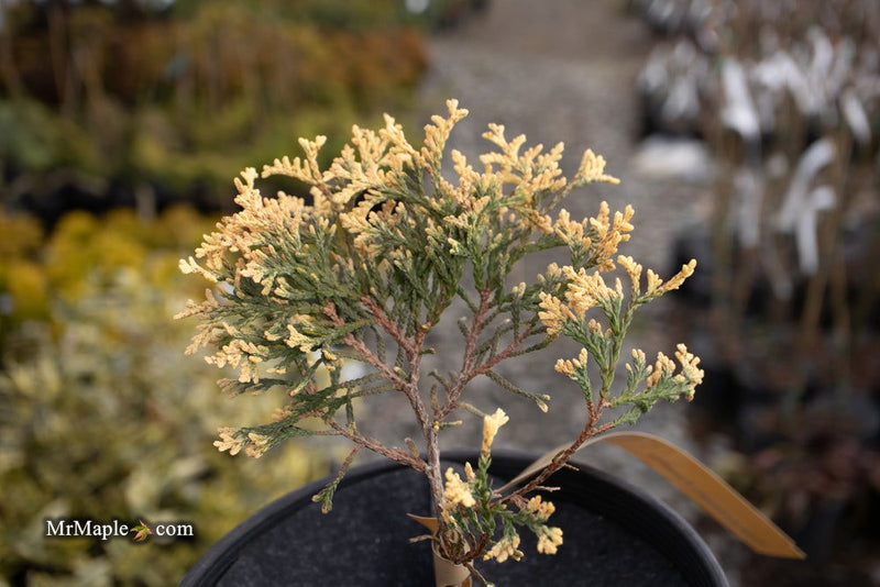 Thuja occidentalis 'Piccadilly' Dwarf Arborvitae - Mr Maple │ Buy Japanese Maple Trees