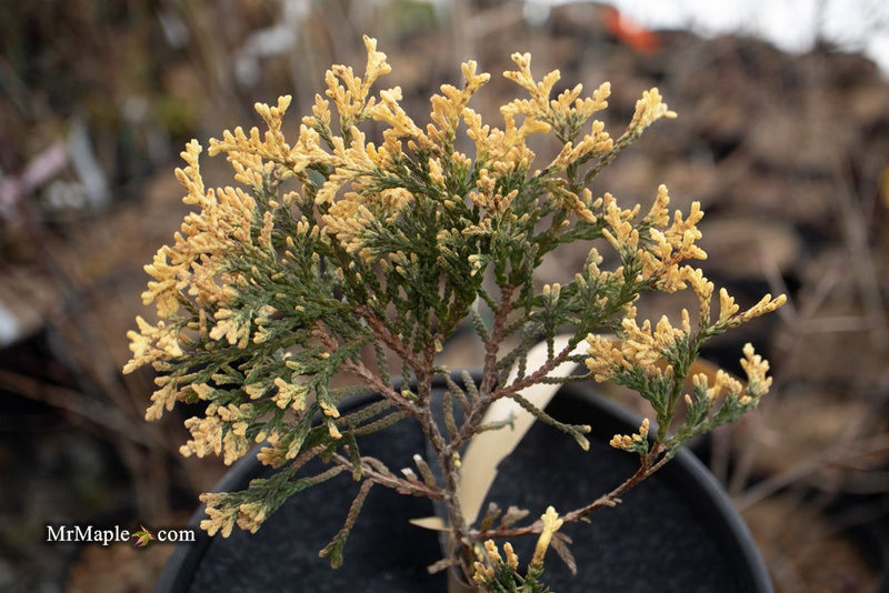 Thuja occidentalis 'Piccadilly' Dwarf Arborvitae - Mr Maple │ Buy Japanese Maple Trees