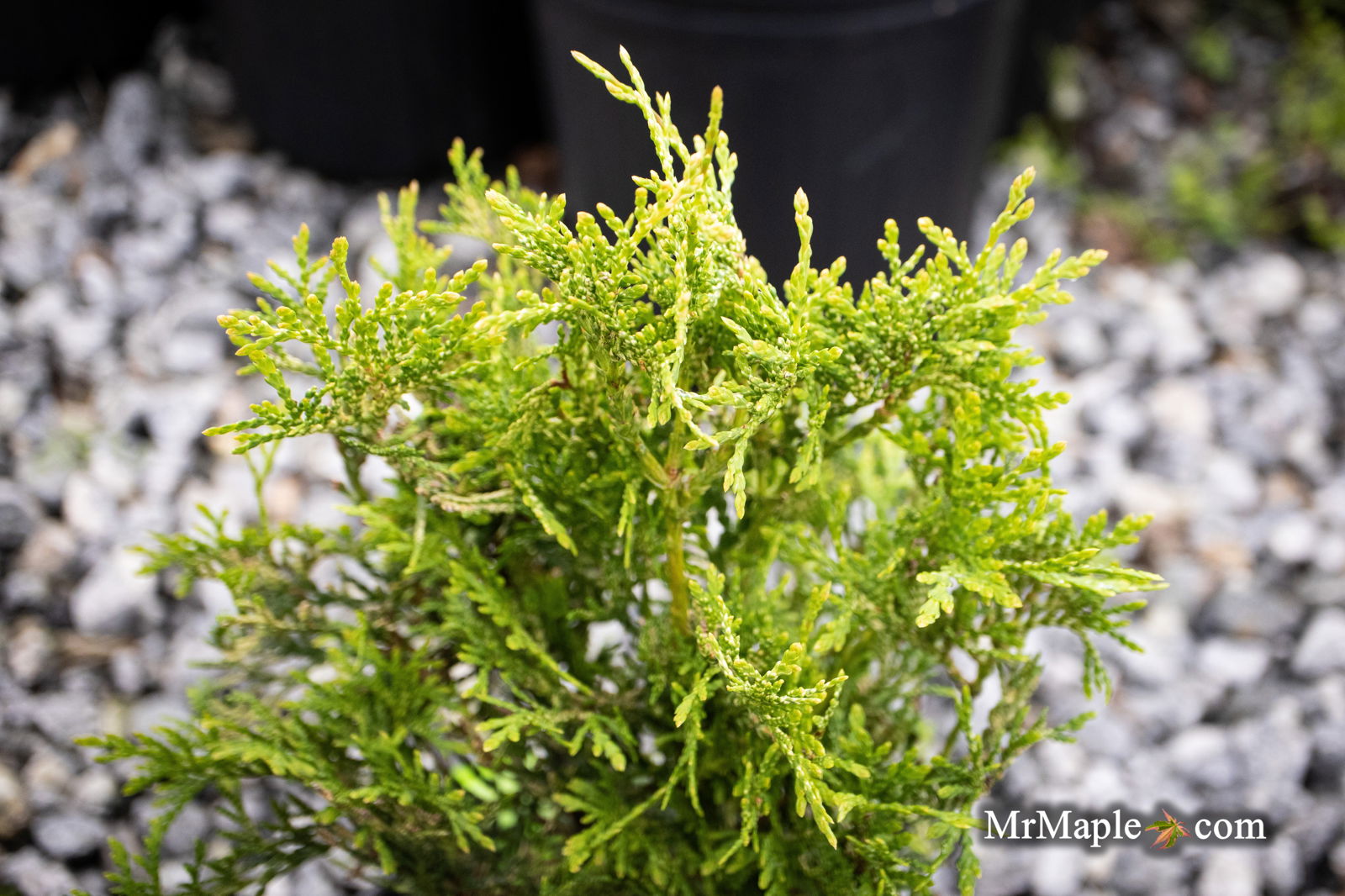Thuja occidentalis 'Piccadilly' Dwarf Arborvitae — Mr Maple │ Buy