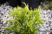 Thuja occidentalis 'Piccadilly' Dwarf Arborvitae - Mr Maple │ Buy Japanese Maple Trees