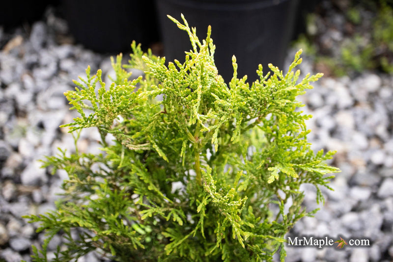 Thuja occidentalis 'Piccadilly' Dwarf Arborvitae - Mr Maple │ Buy Japanese Maple Trees