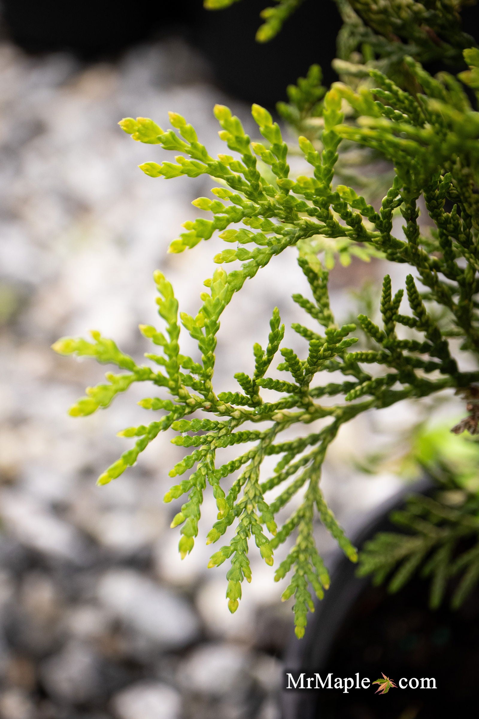Thuja occidentalis 'Piccadilly' Dwarf Arborvitae — Mr Maple │ Buy