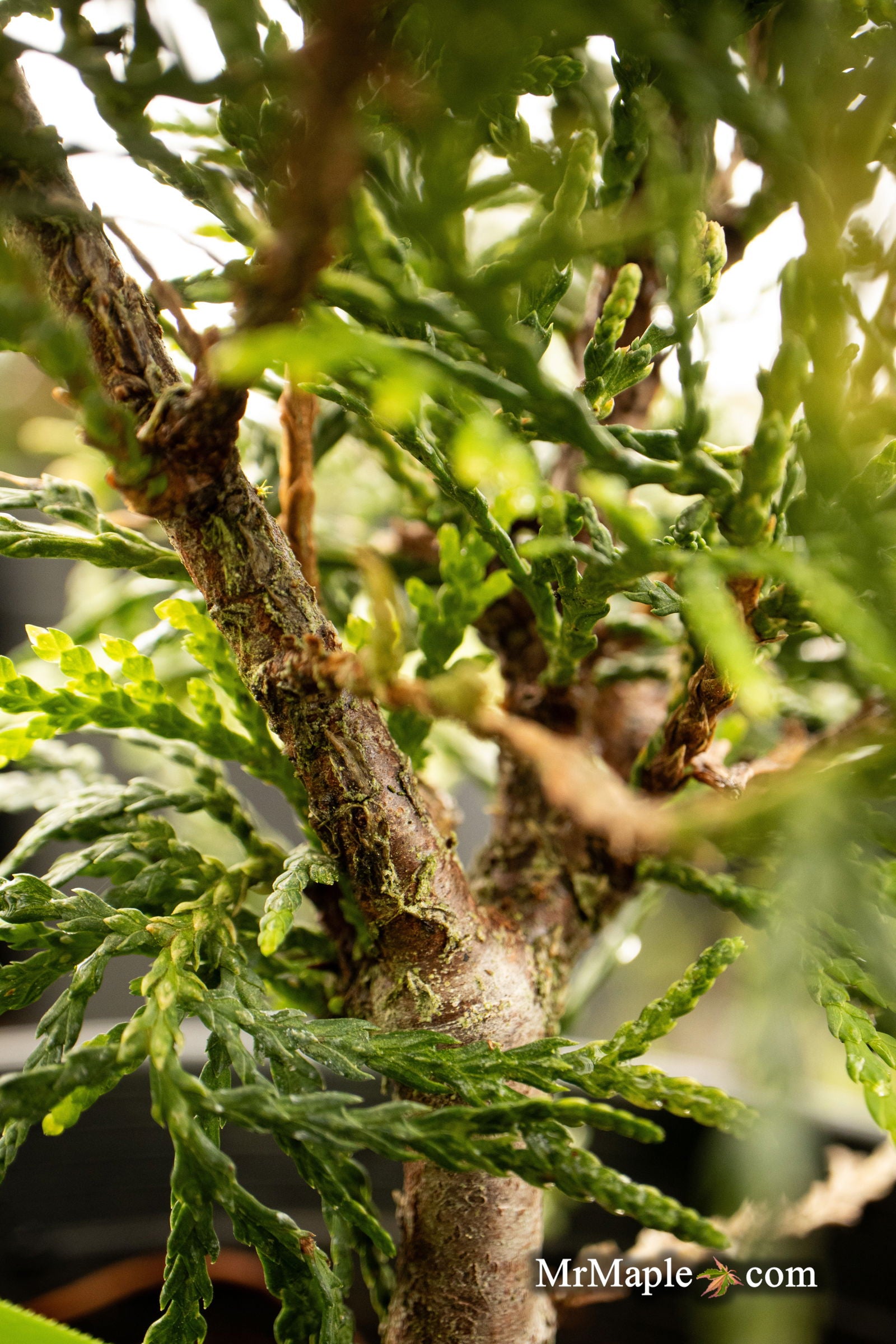 Thuja occidentalis 'Piccadilly' Dwarf Arborvitae — Mr Maple │ Buy