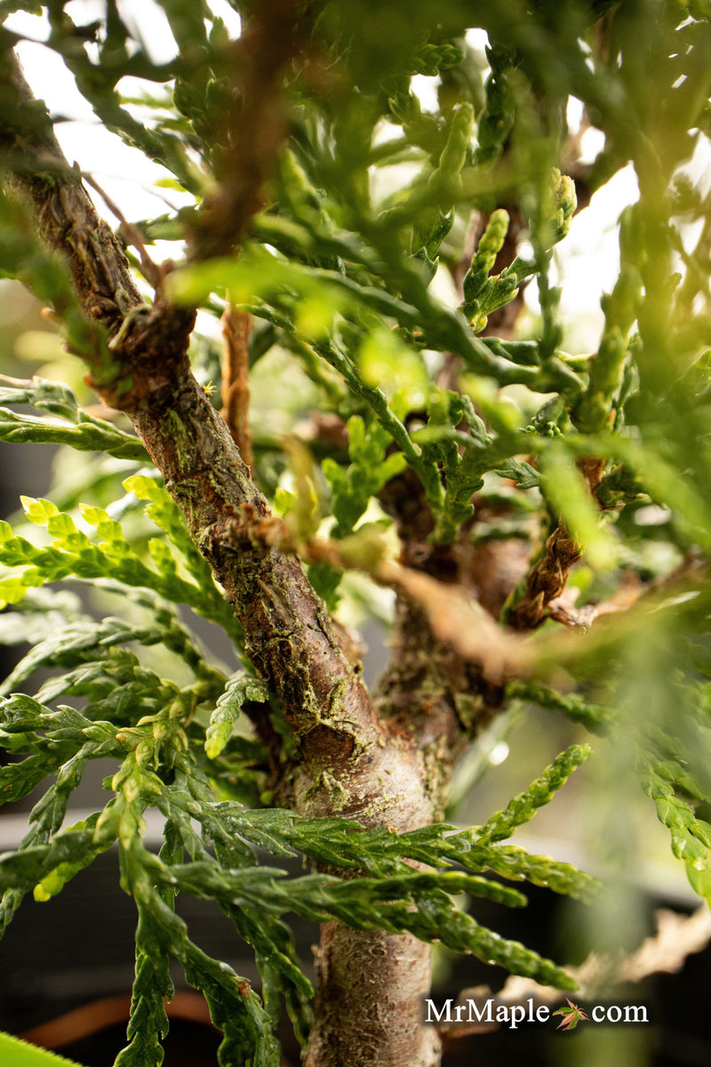 Thuja occidentalis 'Piccadilly' Dwarf Arborvitae - Mr Maple │ Buy Japanese Maple Trees