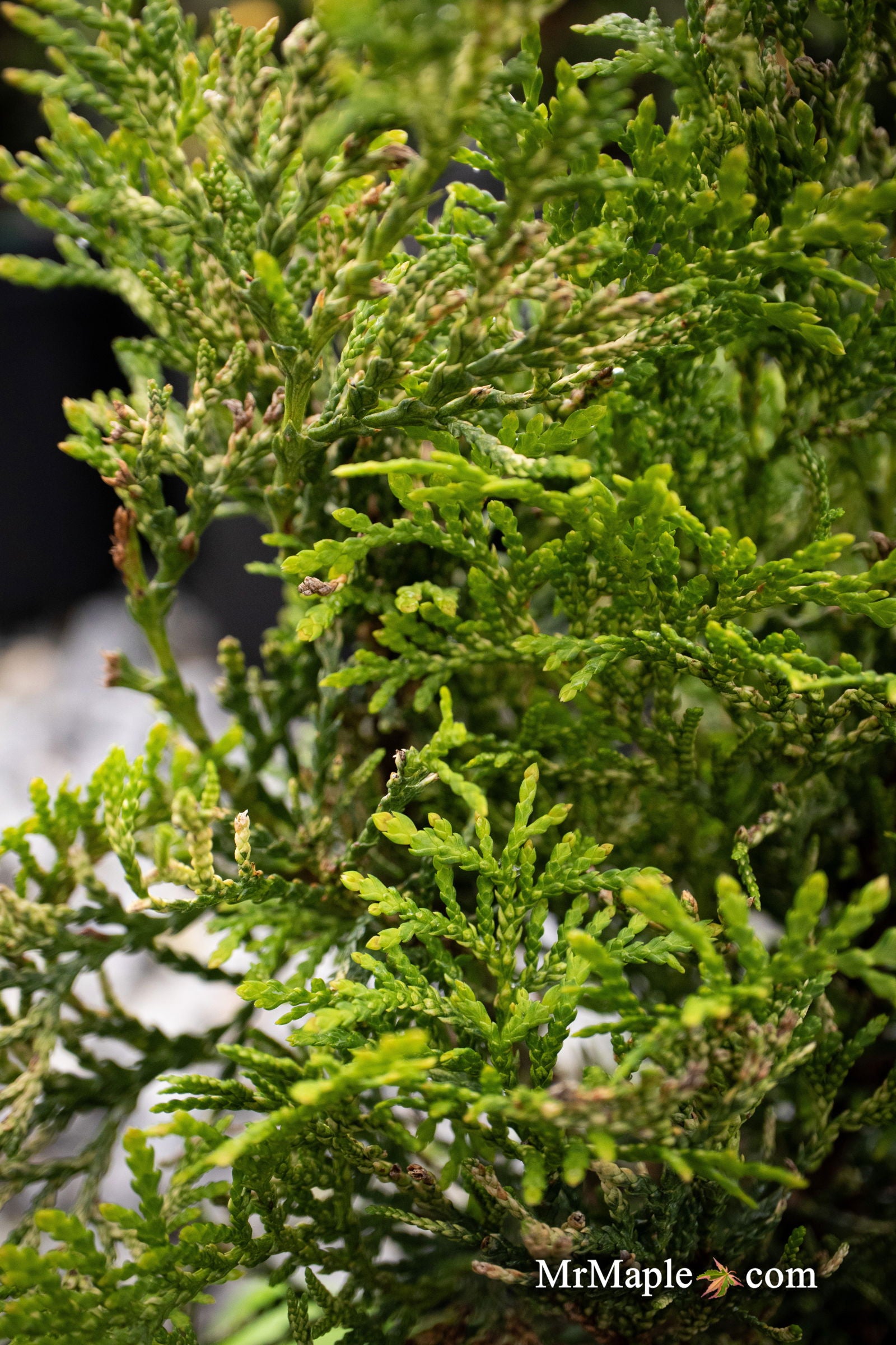 Thuja occidentalis 'Piccadilly' Dwarf Arborvitae — Mr Maple │ Buy