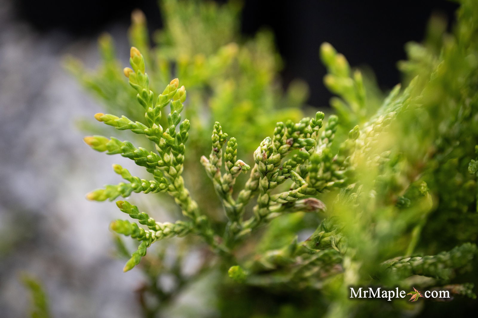 Thuja occidentalis 'Piccadilly' Dwarf Arborvitae — Mr Maple │ Buy