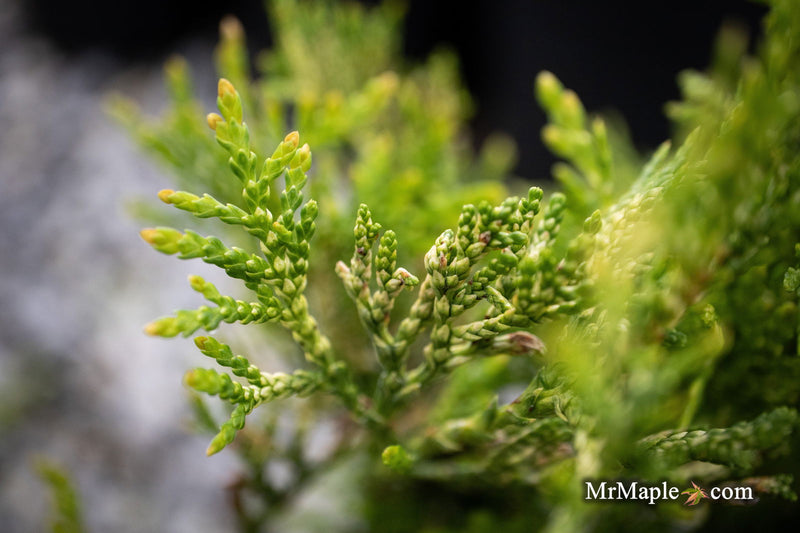 Thuja occidentalis 'Piccadilly' Dwarf Arborvitae - Mr Maple │ Buy Japanese Maple Trees