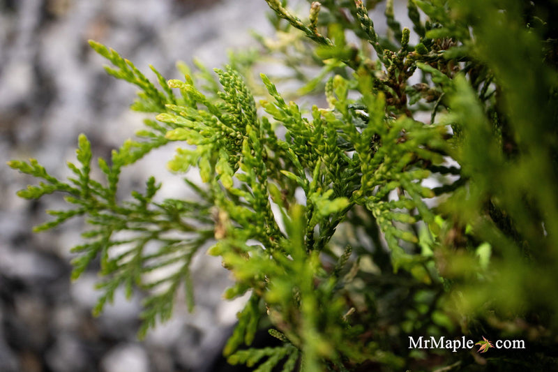 Thuja occidentalis 'Piccadilly' Dwarf Arborvitae - Mr Maple │ Buy Japanese Maple Trees