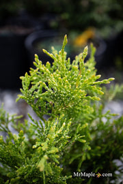 Thuja occidentalis 'Piccadilly' Dwarf Arborvitae - Mr Maple │ Buy Japanese Maple Trees