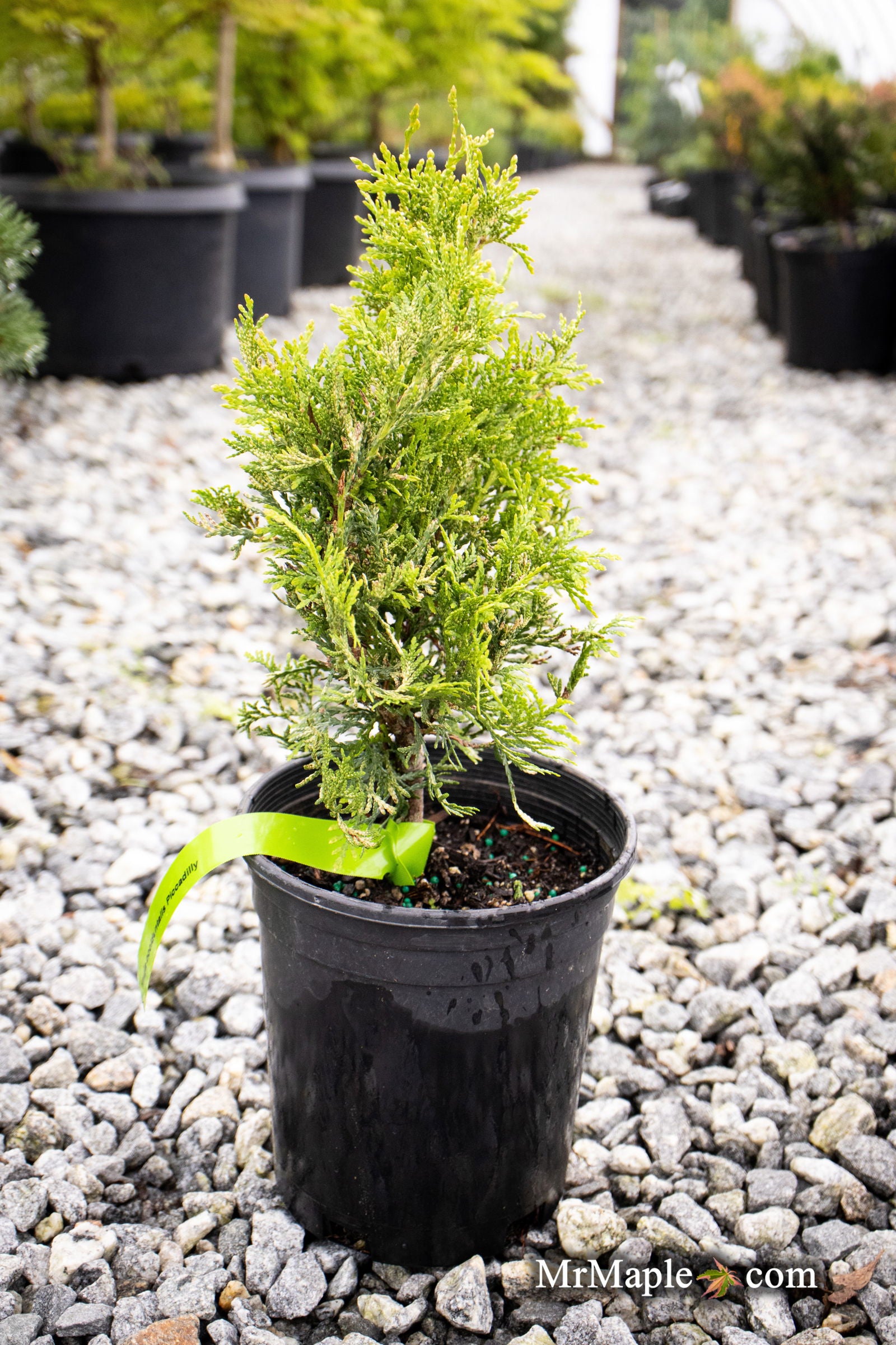 Thuja occidentalis 'Piccadilly' Dwarf Arborvitae — Mr Maple │ Buy