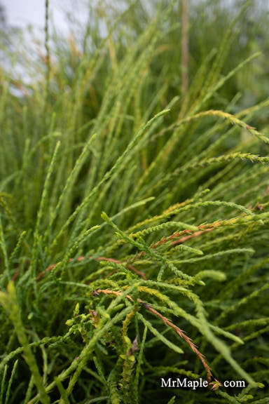 Thuja occidentalis 'Pin Cushion' Dwarf Arborvitae - Mr Maple │ Buy Japanese Maple Trees