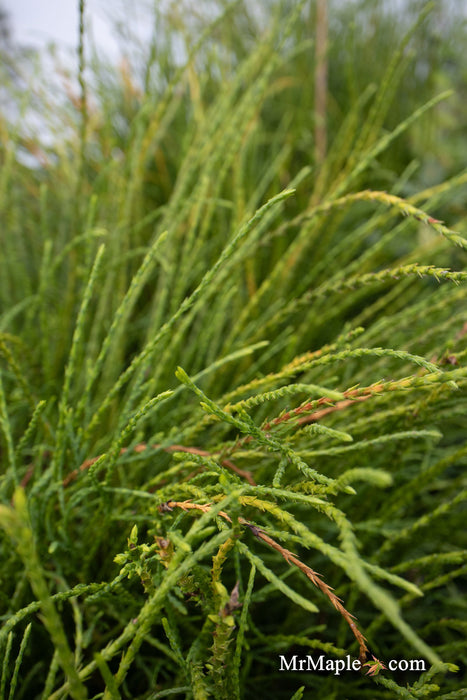 Thuja occidentalis 'Pin Cushion' Dwarf Arborvitae - Mr Maple │ Buy Japanese Maple Trees