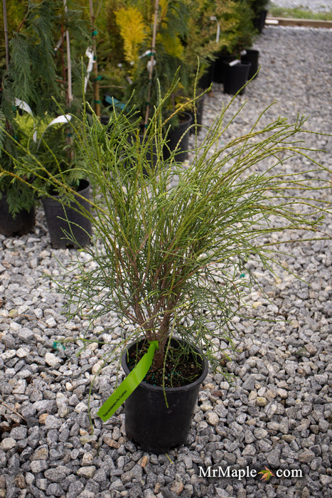 Thuja occidentalis 'Pin Cushion' Dwarf Arborvitae - Mr Maple │ Buy Japanese Maple Trees