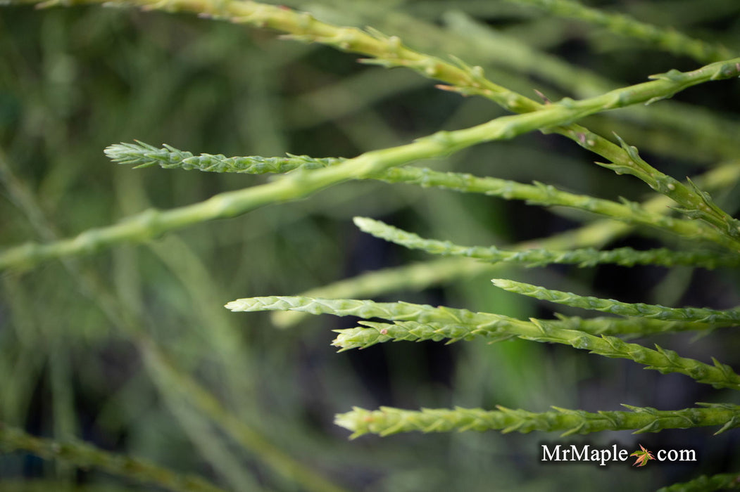 Thuja occidentalis 'Pin Cushion' Dwarf Arborvitae - Mr Maple │ Buy Japanese Maple Trees