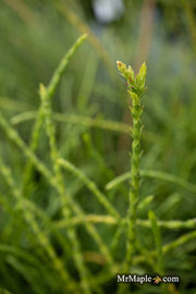 Thuja occidentalis 'Pin Cushion' Dwarf Arborvitae - Mr Maple │ Buy Japanese Maple Trees