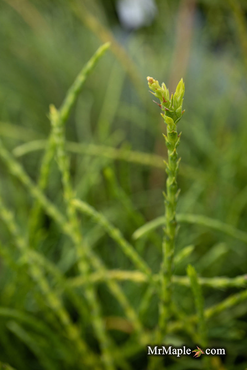Thuja occidentalis 'Pin Cushion' Dwarf Arborvitae - Mr Maple │ Buy Japanese Maple Trees