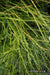 Thuja occidentalis 'Pin Cushion' Dwarf Arborvitae - Mr Maple │ Buy Japanese Maple Trees