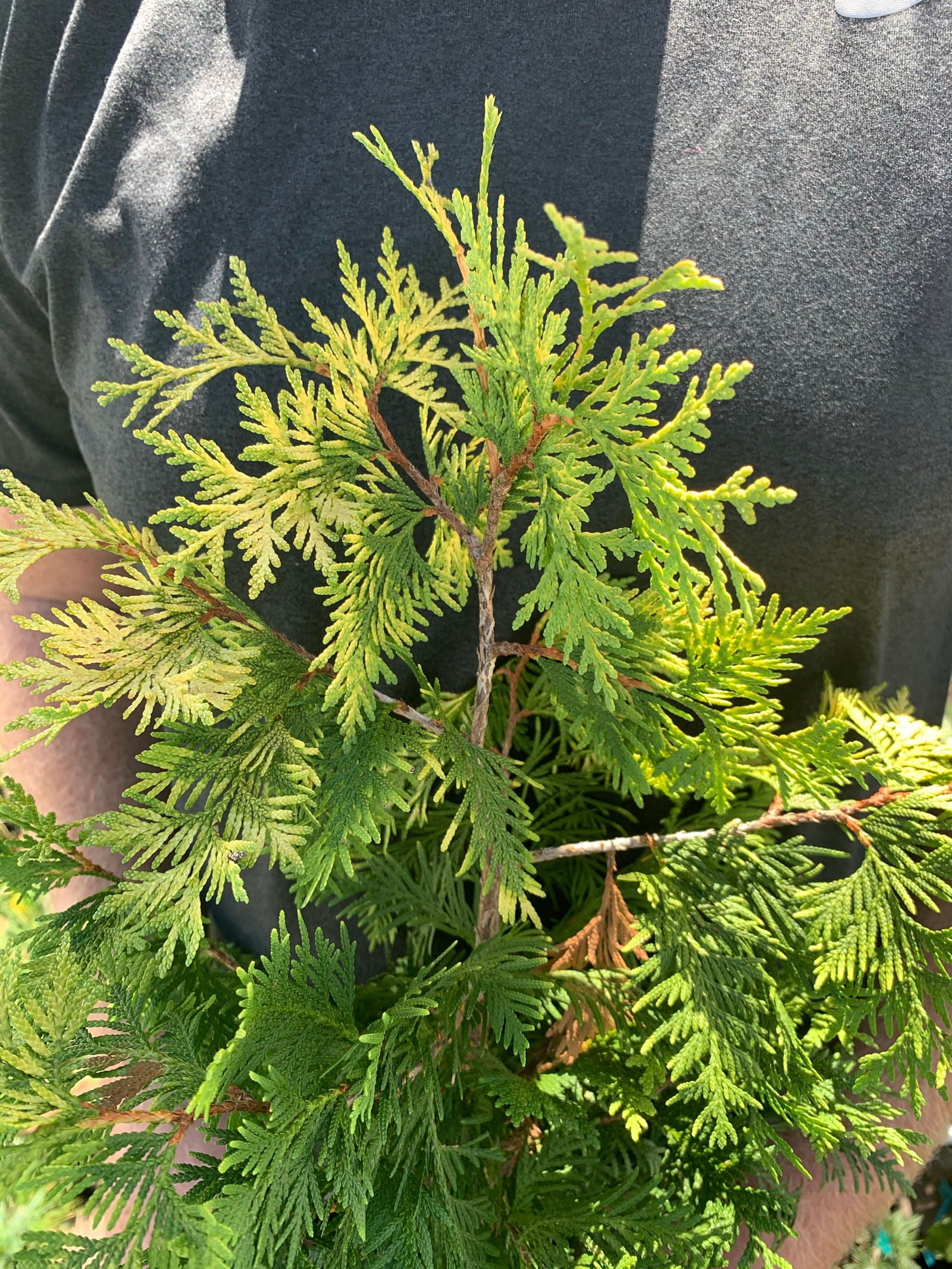 Buy Thuja occidentalis 'Pumila Sudworth' Golden Arborvitae — Mr