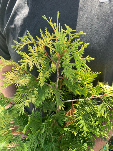 Thuja occidentalis 'Pumila Sudworth' Golden Arborvitae - Mr Maple │ Buy Japanese Maple Trees