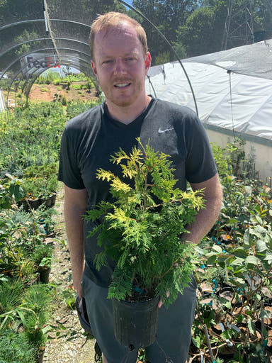 Thuja occidentalis 'Pumila Sudworth' Golden Arborvitae - Mr Maple │ Buy Japanese Maple Trees