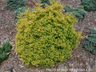 Thuja occidentalis 'Rheingold' Golden Arborvitae - Mr Maple │ Buy Japanese Maple Trees