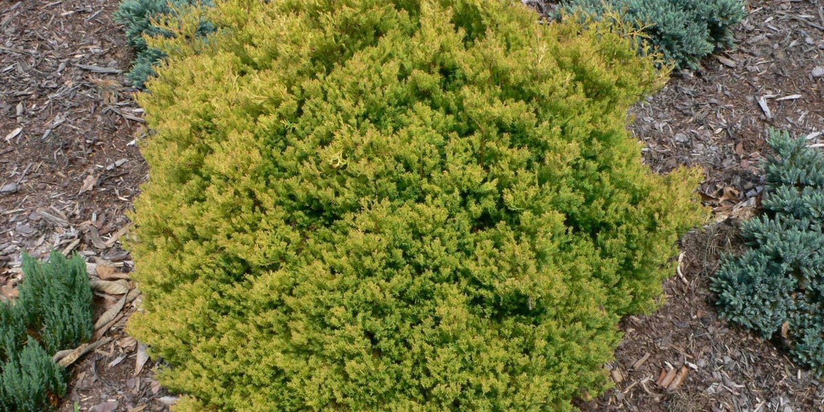 Buy Thuja occidentalis 'Rheingold' Golden Arborvitae — Mr Maple