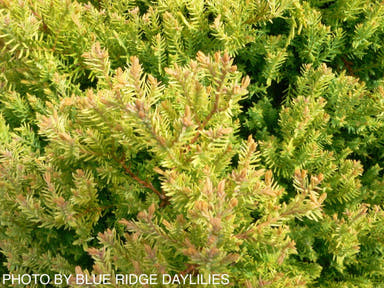 Thuja occidentalis 'Rheingold' Golden Arborvitae - Mr Maple │ Buy Japanese Maple Trees