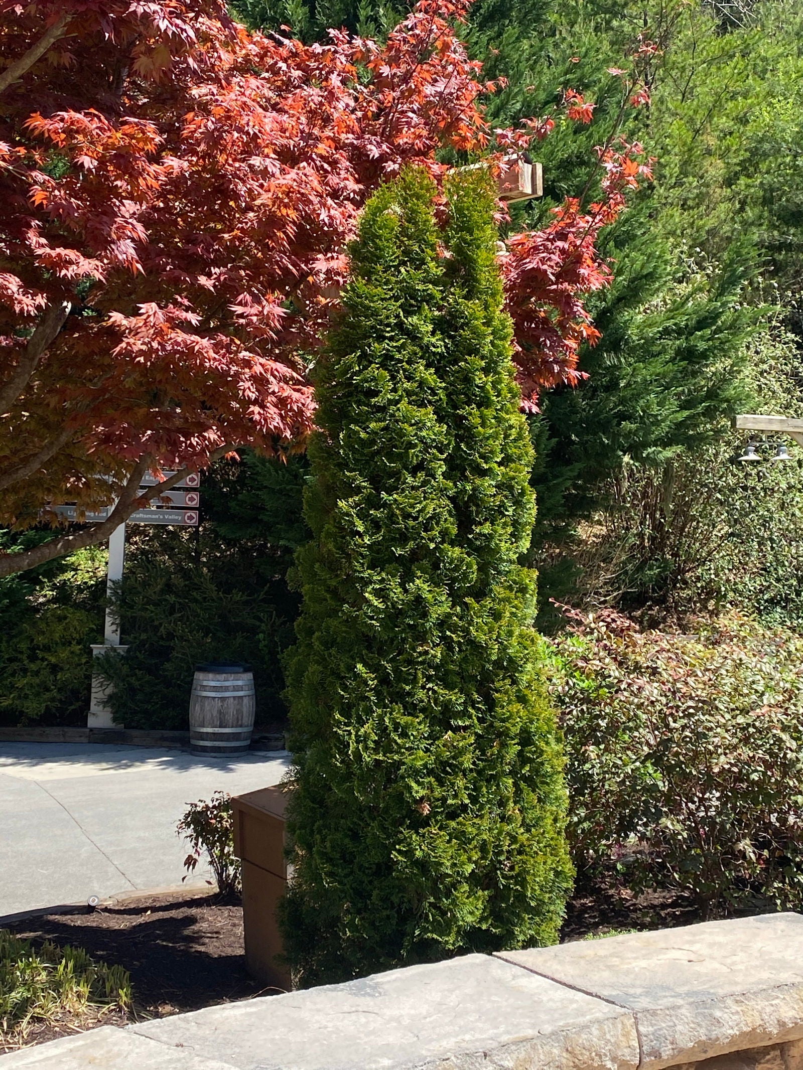 Buy Thuja occidentalis 'Smaragd' Emerald Green Columnar Arborvitae