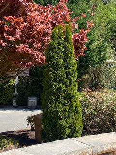Buy Thuja occidentalis 'Smaragd' Emerald Green Columnar Arborvitae  Mr  Maple  Buy Japanese Maple Trees