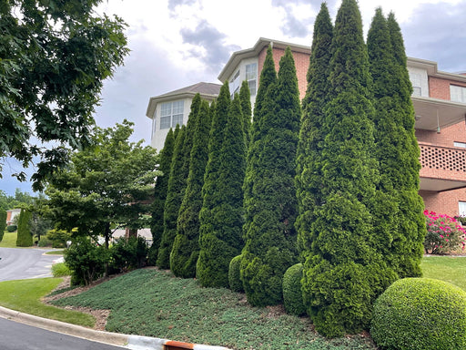 Thuja occidentalis 'Smaragd' Emerald Green Columnar Arborvitae - Mr Maple │ Buy Japanese Maple Trees